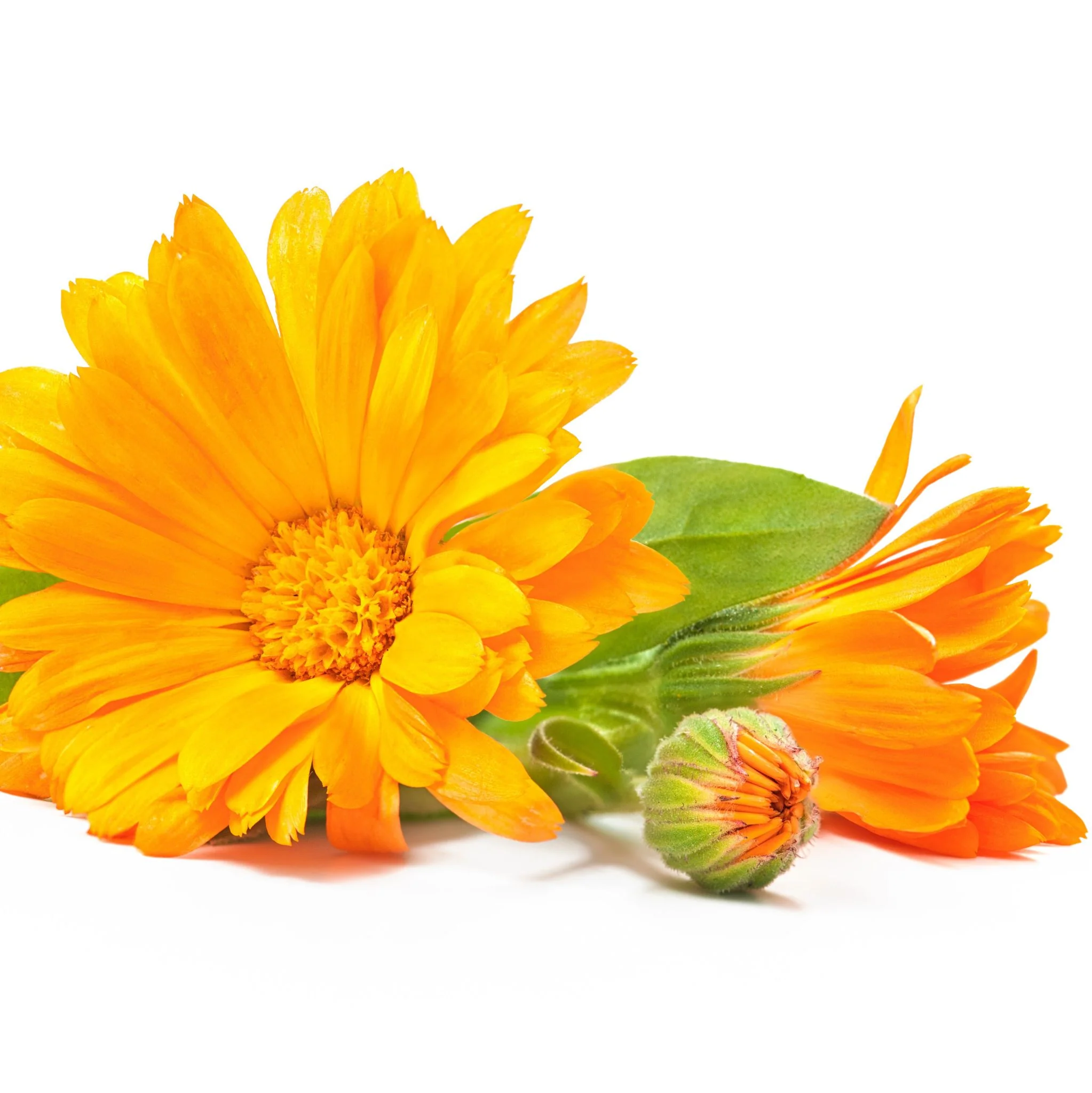 Calendulaöl *BIO - Mazerat in Sonnenblumenöl