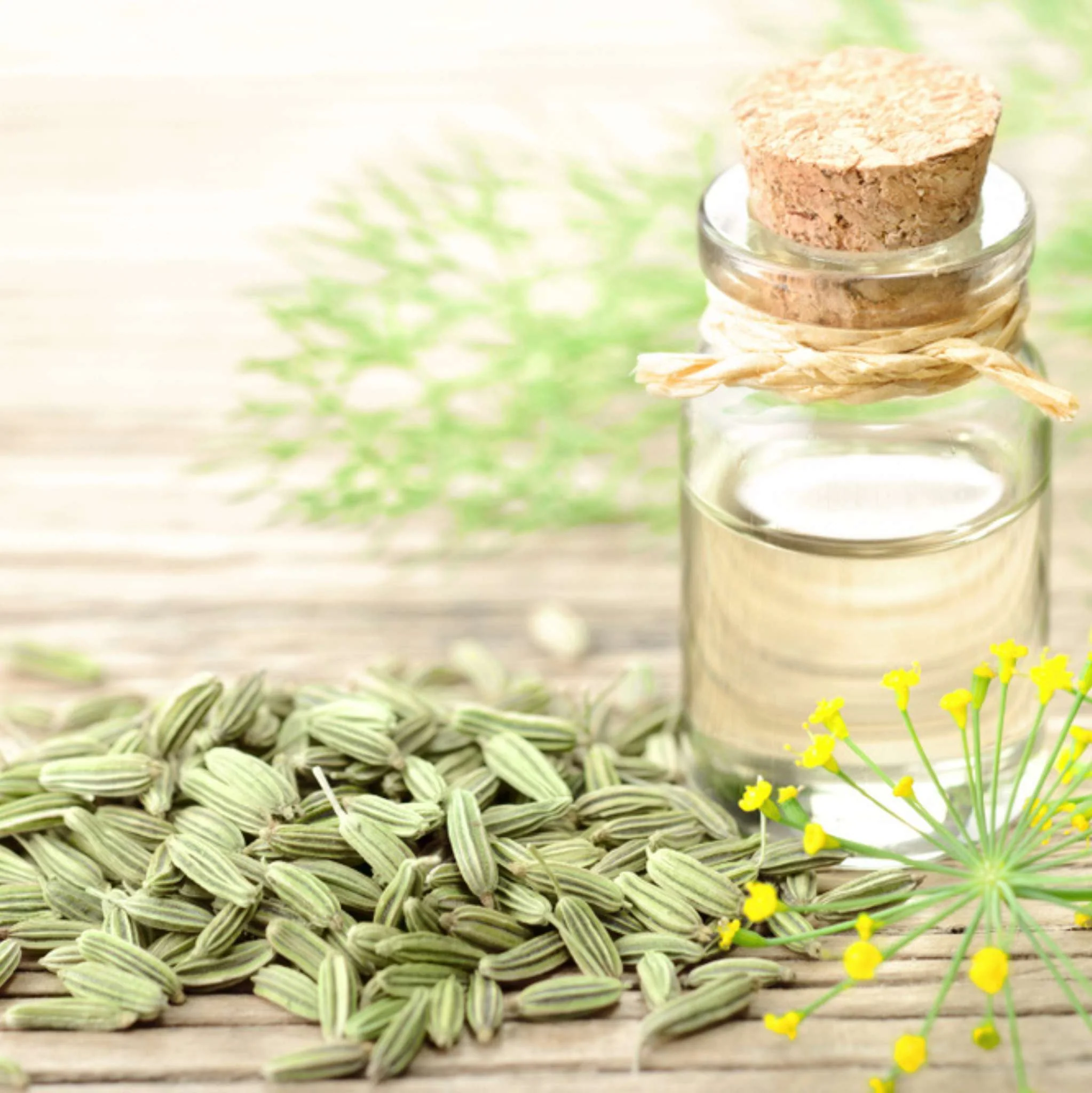 Fenchel Süß 10 ml, ätherisches Öl - Image 2