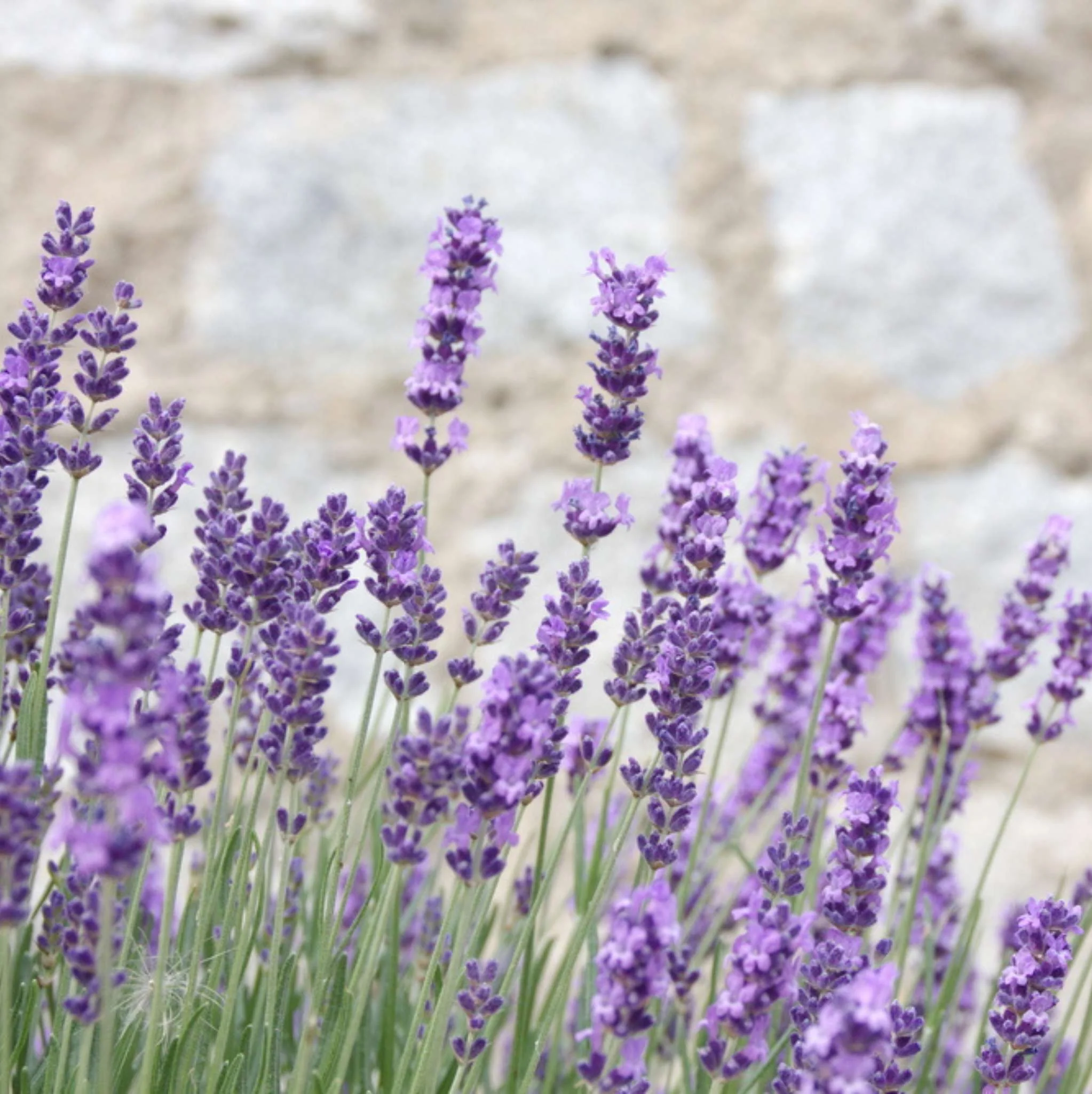 Lavendel Mt. Blanc 38/40, ätherisches Öl - Image 2
