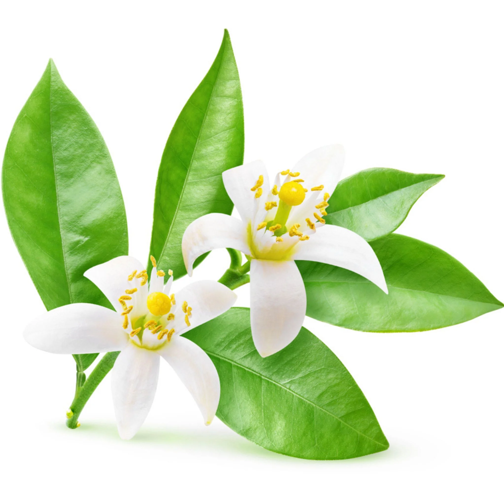 Neroli 10 ml, 3 % Dilution in Jojobaöl - Image 2