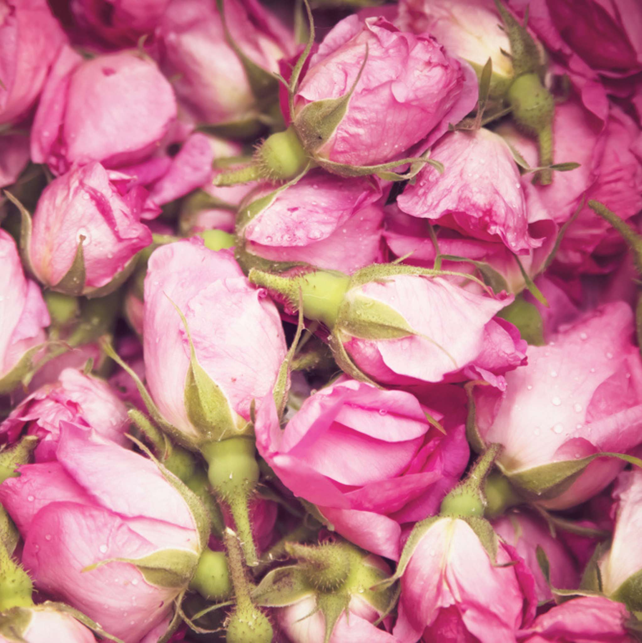 Rose 10 ml, 3 % Dilution in Jojobaöl - Image 2