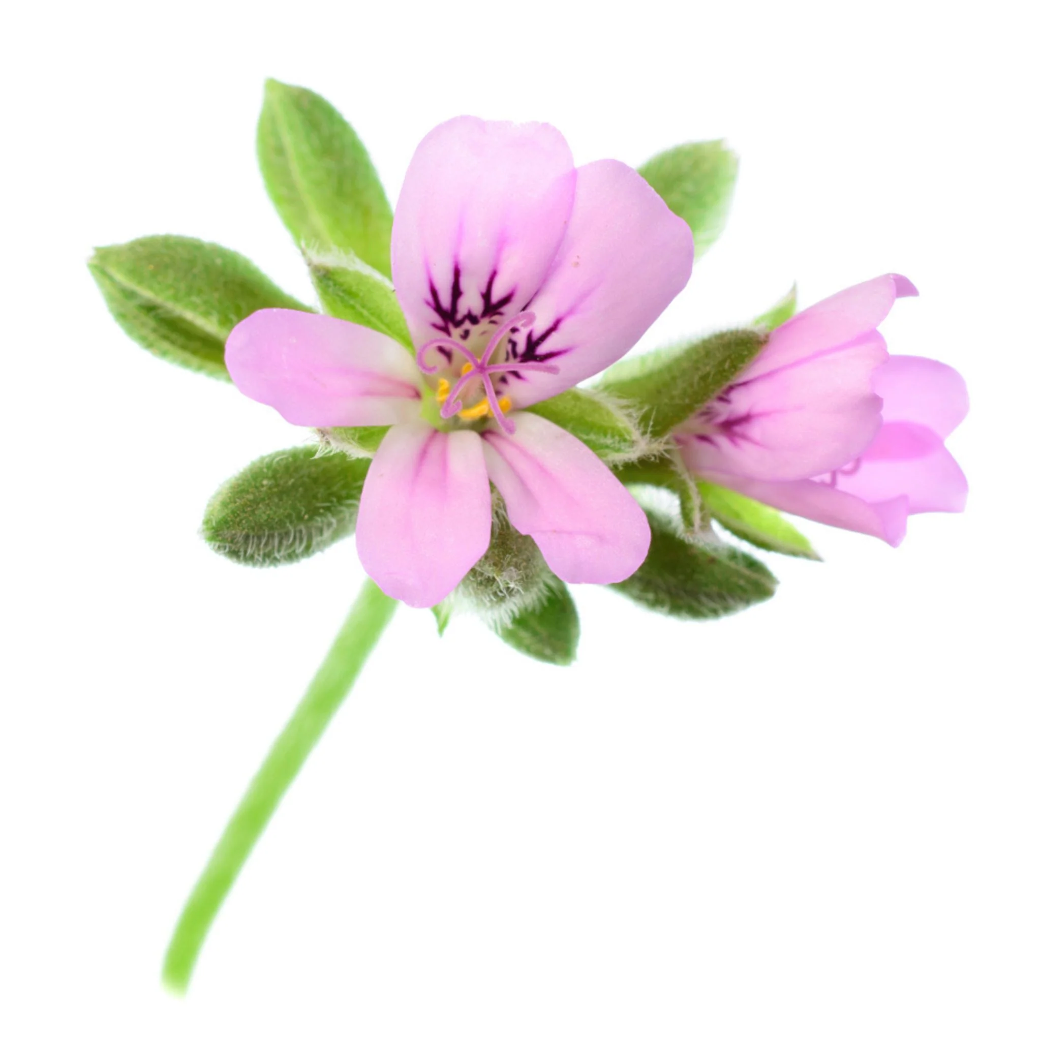 Rosengeranie 10 ml, ätherisches Öl - Image 2