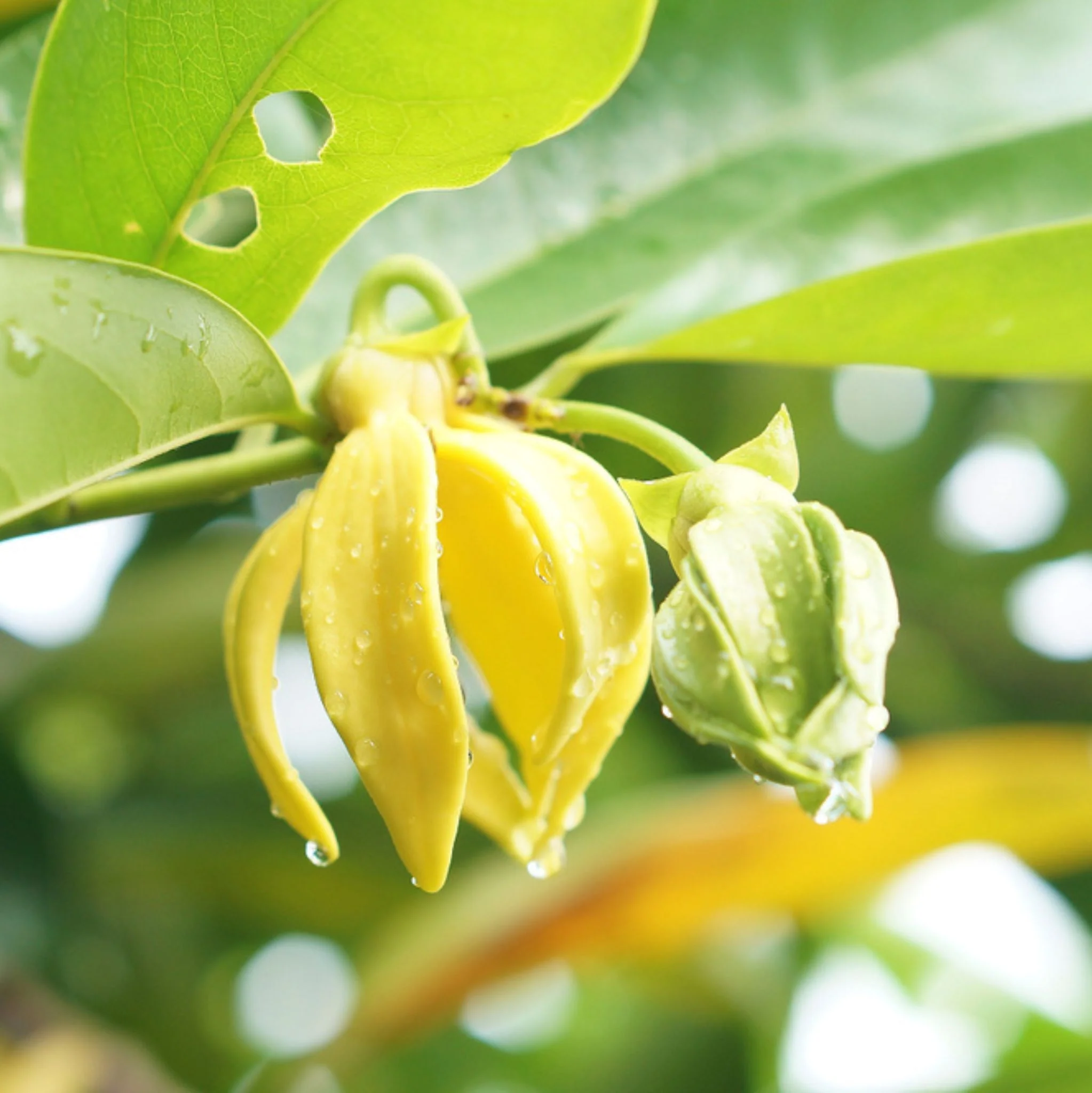 Ylang Ylang III 10 ml, ätherisches Öl