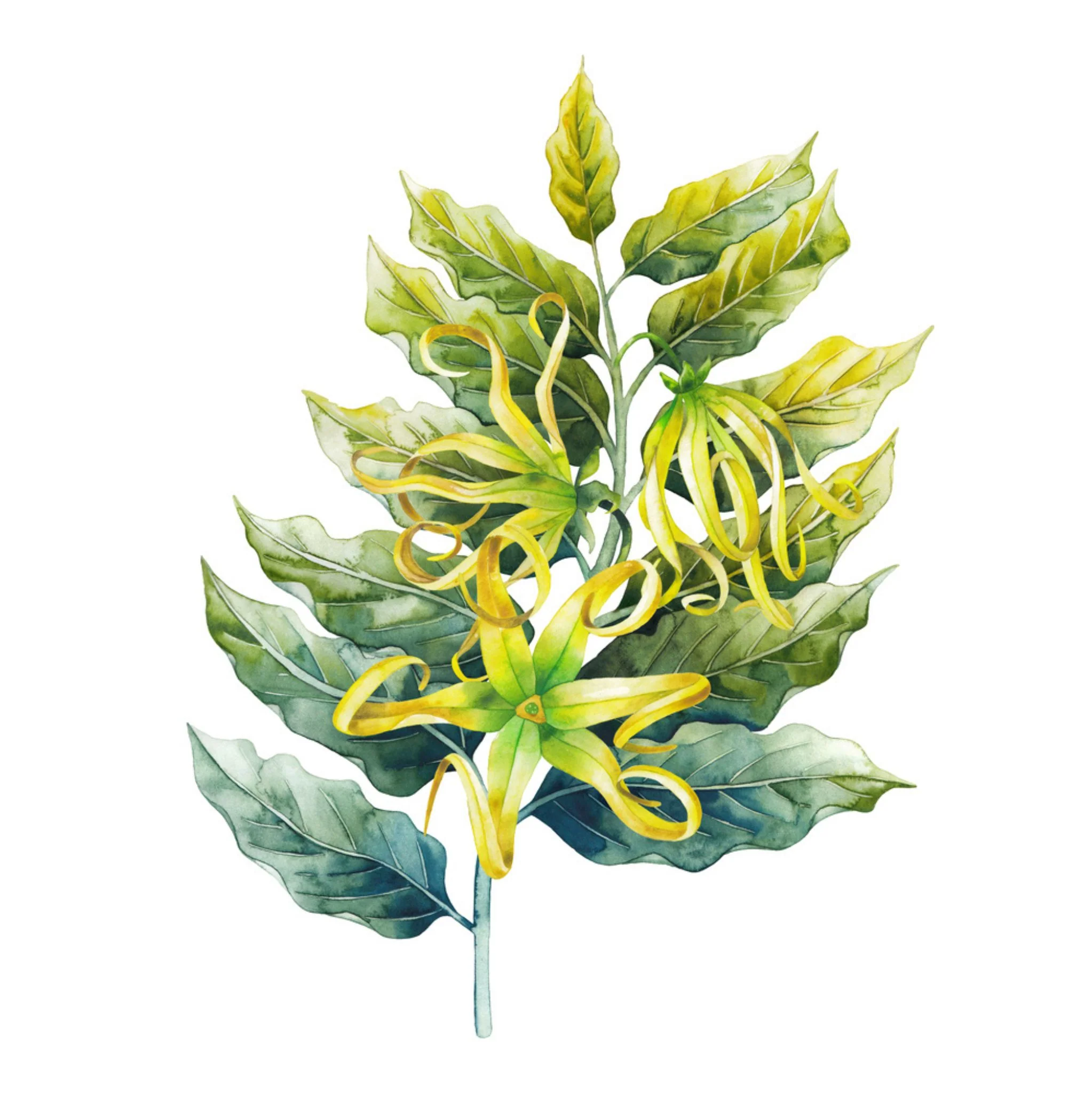Ylang Ylang III 10 ml, ätherisches Öl - Image 2